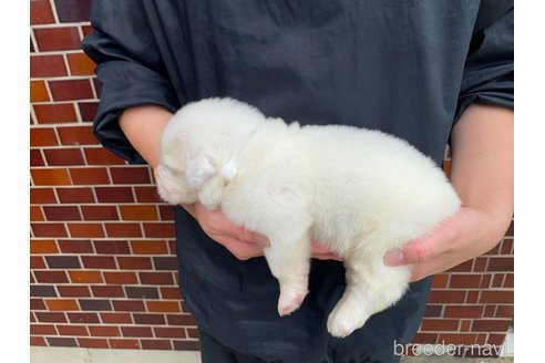 成約済の千葉県のグレートピレニーズ-313612の11枚目